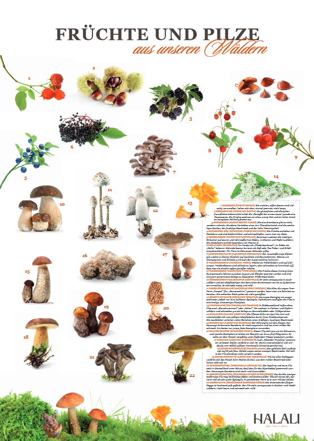 Poster Früchte und Pilze - (c) HALALI