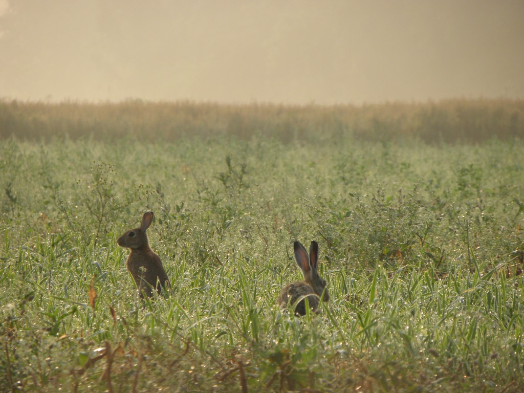 Was ist der Unterschied zwischen Feldhasen und Wildkaninchen ? – Wildes ...