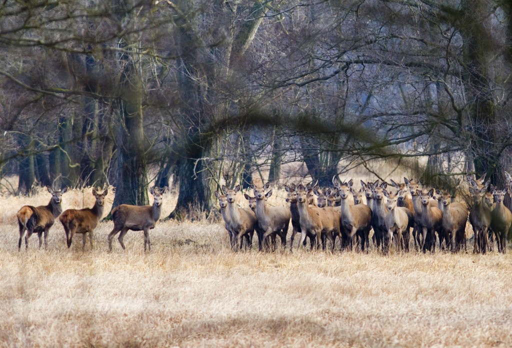 Steckbrief – das Rotwild – Wildes Wissen