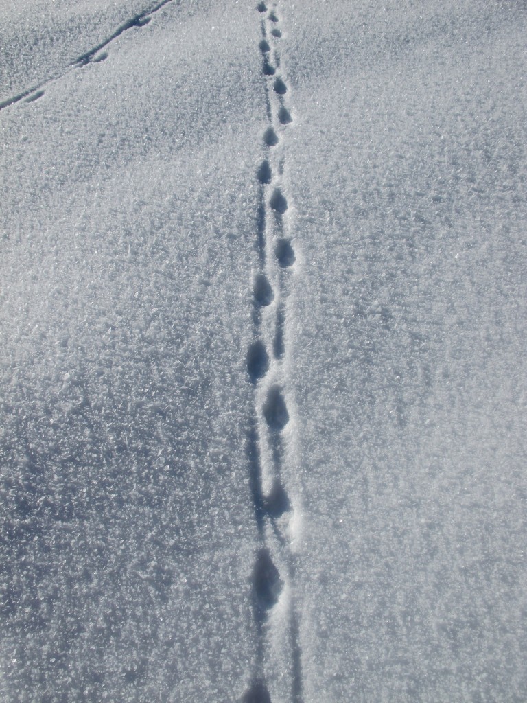Spur Eines Wildes