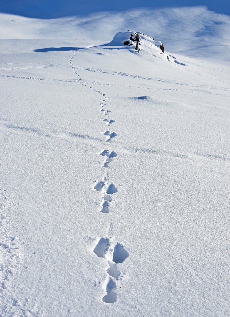 Spur Eines Wildes