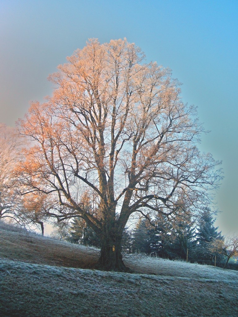 Baum des Jahres Die WinterLinde Wildes Wissen