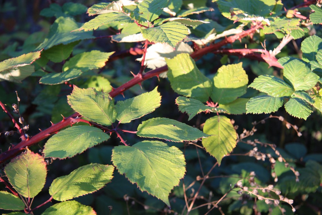 Heckenpflanze die Brombeere Wildes Wissen