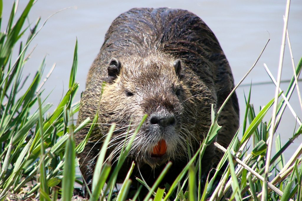 Steckbrief – das Nutria – Wildes Wissen
