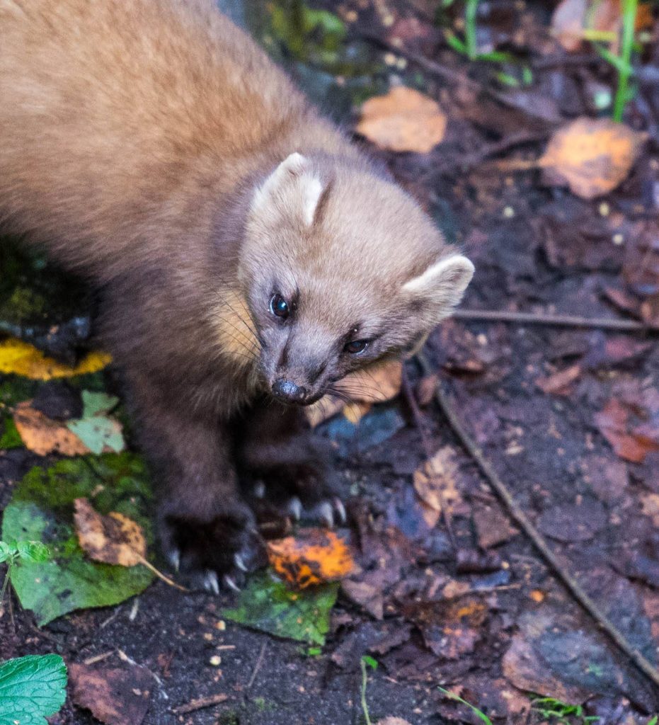 Steckbrief – der Baummarder – Wildes Wissen